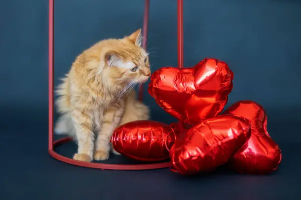Rödhårig Katt Sitter Nära Uppblåsbara Bollar Form Hjärtan Blå Bakgrund Stockbild