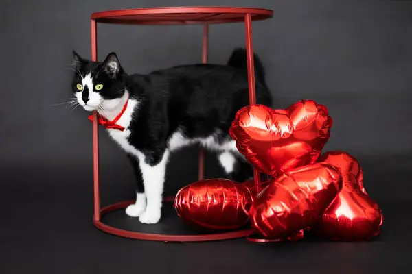 Cat Red Bow Its Neck Stands Next Red Inflatable Layers Royalty Free Stock Photos