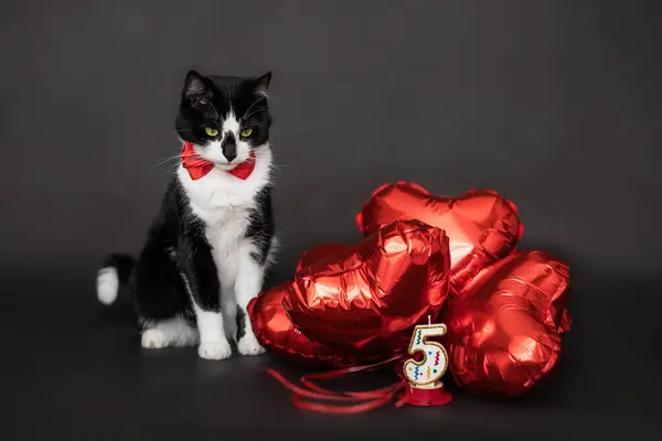 Black White Cat Red Bow Neck Sitting Red Inflatable Layers Stock Picture