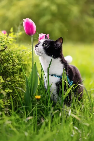 Black White Cat Sniffs Pink Tulip Park Stock Photo