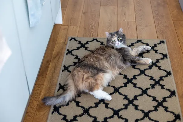 Cat Lies Carpet Wooden Floor Apartment Stock Photo
