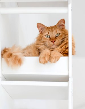 Kedi beyaz bir rafta oturuyor.