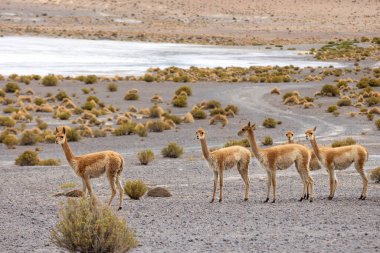 Bir grup vicuas lagünün yanında duruyor. Bolivya
