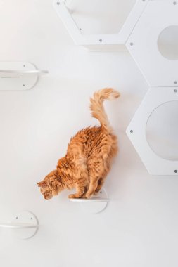 Kedi rafta duruyor ve aşağıya bakıyor..