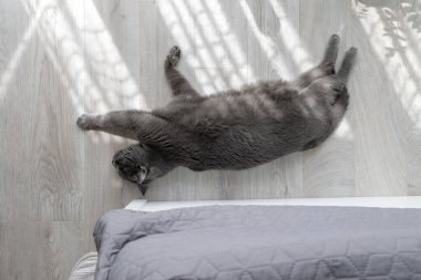 Yetişkin bir İngiliz kedisi yatağın yanında yerde yatıyor.