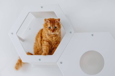 Kırmızı bir kedi, kedi evi için beyaz mobilyalara ve bir apartmanın duvarına oturur.