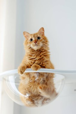 Bir kedi, rafta dururken yukarı bakıyor..