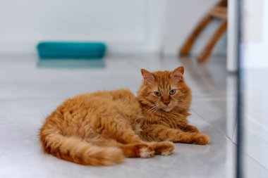 Uzun kuyruklu bir kedi yerde yatıyor..
