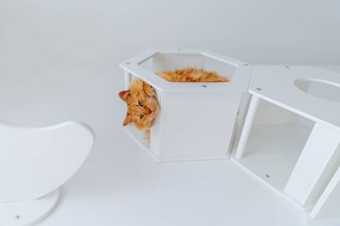 Kızıl bir kedi duvardaki beyaz bir kedi mobilyasına uzanıyor ve yukarı aşağı bakıyor.