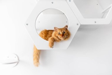 Kızıl bir kedi beyaz bir duvardaki kedi mobilyalarının üzerinde yatıyor.