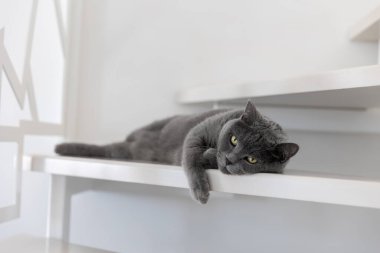 Dairedeki beyaz basamaklarda büyük gri bir kedi yatıyor.