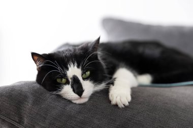 Sevimli siyah beyaz kedi, büyük gri bir yastığın üzerinde beyaz bir duvarın karşısında yatıyor.