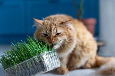 Kızıl kedi tepsiden ot yer. Kedi maması. Kediler için ot