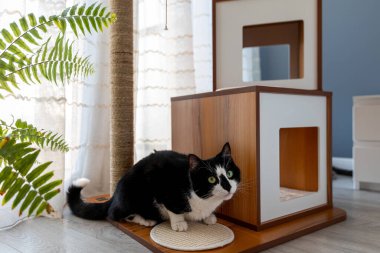 Yatak odasındaki kedi mobilyalarının yanında oturan siyah beyaz kedi..
