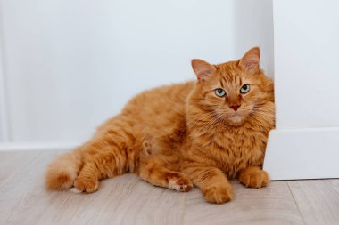 Kızıl kedi beyaz duvarın yanında yerde oturuyor..