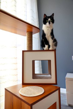  Siyah ve beyaz kedi odadaki kedi mobilyalarının üzerinde oturuyor..