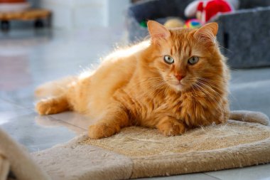 Sevimli bir kızıl kedi bir dairede kedi tırmalayıcısının üzerinde yatıyor..