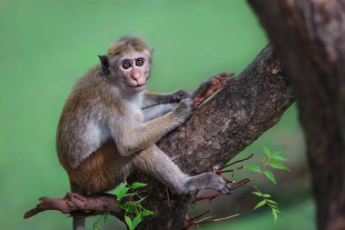 Bulanık yeşil arka planda bir maymun ağaç dalında oturuyor.