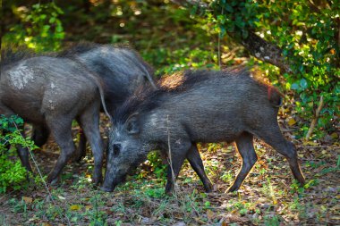 Ormanda yürüyen yaban domuzları. Safari Sri Lanka