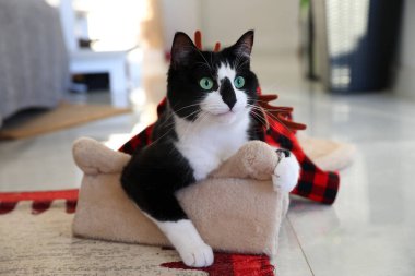 Cute black and white cat lies on a scratching post in the room. clipart