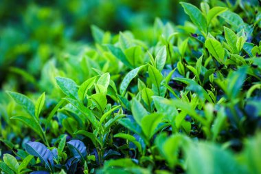 Arka plan çay çiftliği. Seylan Çay Reklamları