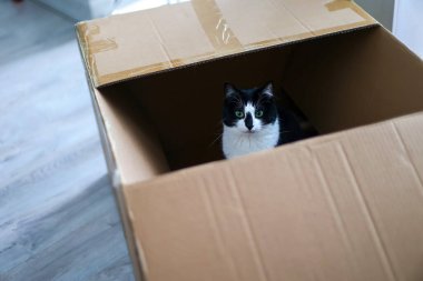 Karton kutuda oturan sevimli siyah beyaz kedi.