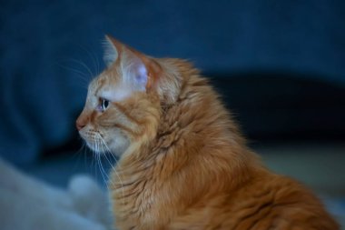 Mavi arka planda kızıl kedinin portresi