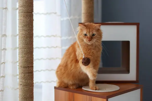 Kızıl kedi, kedi tırmalama direğinin yanında ipte asılı duran topla oynuyor.