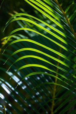 Palmiye dalı. Yemyeşil palmiye yaprakları, tropikal doku, detaylar. Yakın plan.