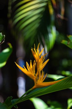 Bitki bitkisi Heliconia psittacorum, bitkisel bitki