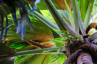 Seyşeller 'in avucunun eril şişmesi. Coco-de-mer. Lodoicea