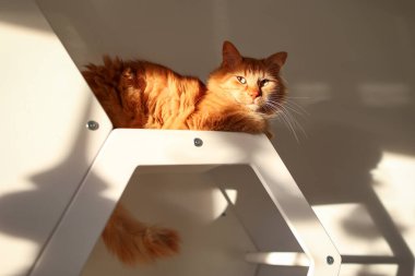 Rafta kızıl bir kedi oturuyor. Işık ve gölge