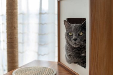 Yetişkin bir gri kedi yatak odasındaki kedi mobilyalarının içinde dinleniyor..