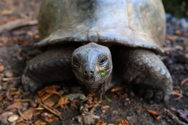 Doğal ortamında büyük bir kaplumbağanın yakın çekimi.