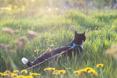 Günbatımında karahindiba ile çimenlerde tasmalı kedi.