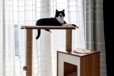 Kedi mobilyalarının üzerinde yatan siyah beyaz kedi