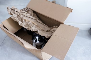 Karton bir kutudan dışarı bakan meraklı siyah beyaz kedi.