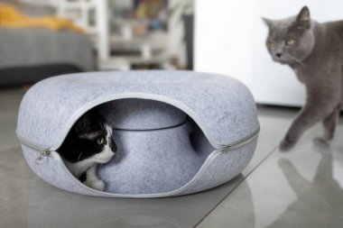 Siyah ve beyaz kedi, yanında başka bir kediyle gri tünel kedi yatağında.