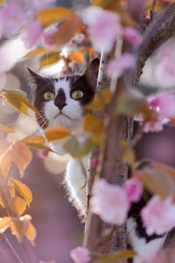 Gün batımında çiçek açan kiraz ağacındaki siyah beyaz kedi