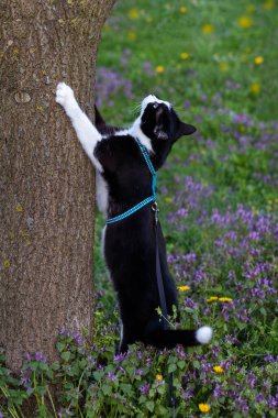 Koşumlu kedi bahçede bir ağaca sarılıyor.