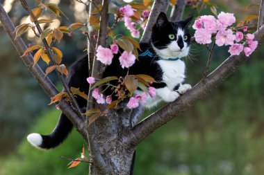 Çiçek açan ağaçta tünemiş bir kedi