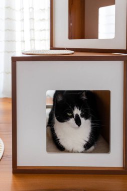 Siyah beyaz kedi modern bir küp içinde kestiriyor, Kedi mobilyası.