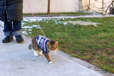 Süveter giyen kedi dışarıda yürüyor..