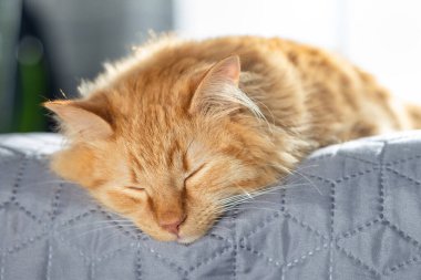 Kızıl bir kedi gri bir battaniyenin üzerinde huzur içinde uyuyor..