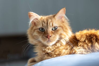 Uzun tüylü, turuncu bir kediye yakından bakın.