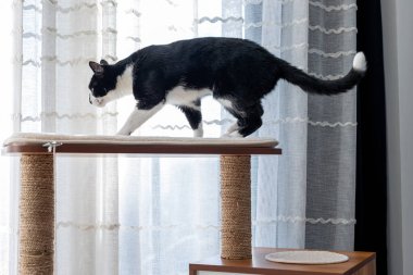 Pencerenin kenarındaki kedi mobilyalarını keşfeden siyah beyaz kedi.