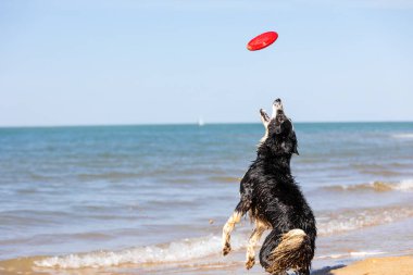 Sahilde Frizbi Avlayan Köpek