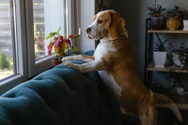 Pencereden bakan Beagle Dog