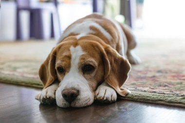 Yerde dinlenen yorgun bir av köpeği.