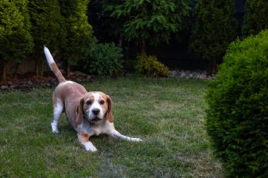 Bahçede oynayan sevimli bir av köpeği.